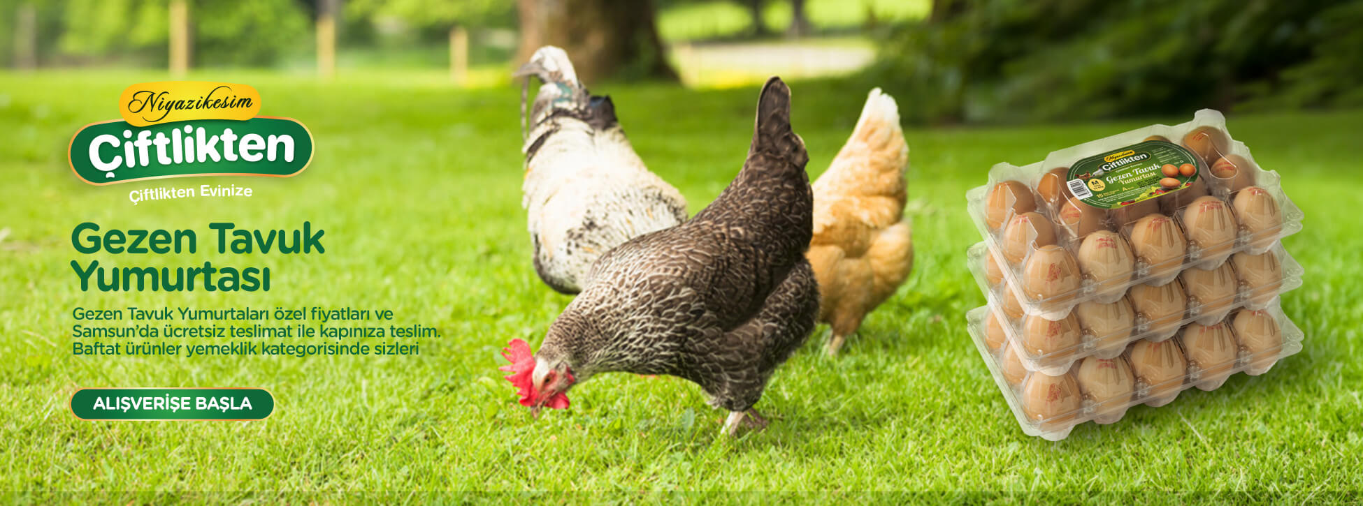 Gezen Tavuk Yumurtası